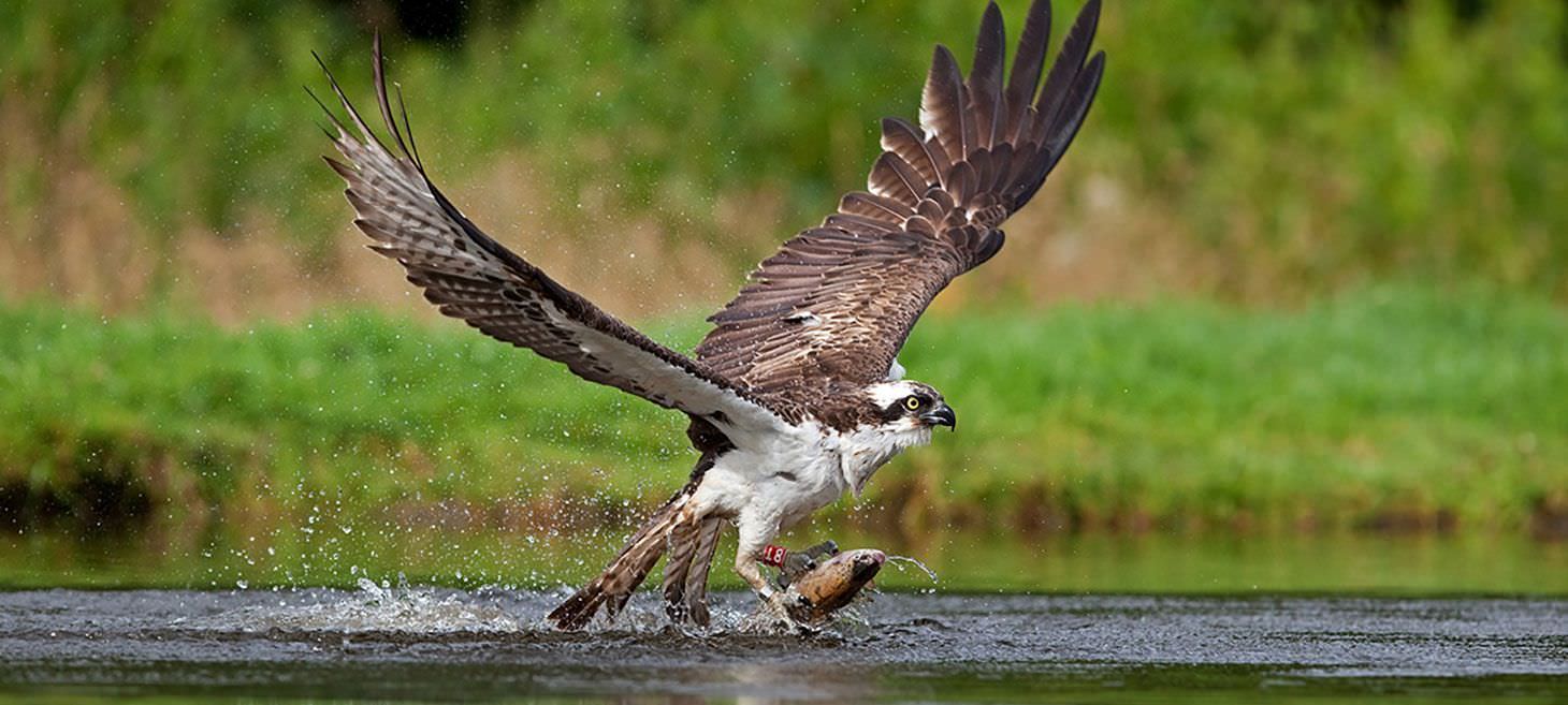 Hambleton Hall Nature And Bird Watching