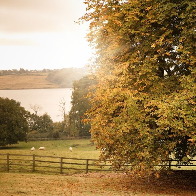 The first signs of Autumn, as the leaves begin to change colour and the log fires are burning once again.

Hambleton's location on the peninsula above Rutland Water offers wonderful walks to enjoy the Autumnal colours.  Please do ask at reception for a copy of Tim Hart's map of walks in the area🍁

#hambletonpeninsula #rutlandwater #autumnwalks #hambletonhall #pobhotels #relaischateaux