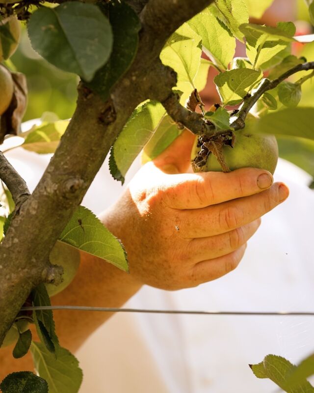 Amazing crop of apples this year, harvest time in the kitchen garden, delicious fresh picked juicy apples.

#homegrown #kitchengarden #localproduce #hambletonhall #pobhotels #relaischateaux