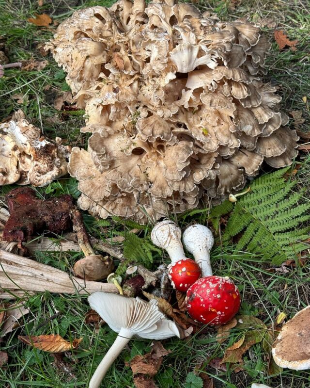 It was fabulous weather for our annual mushroom hunt, a good haul was found by our group of enthusiastic foragers, led by expert mycologist, Paul Nichol, on hand to identify the many different varieties, some more edible than others!

After a morning foraging our guests returned to Hambleton for a delicious lunch.

If you would like to join us next year, sign up on our website to our newsletter to keep up to date with events.

#mushroomhunt #foraging #hambletonhall #pobhotels #relaischateaux #michelinstar