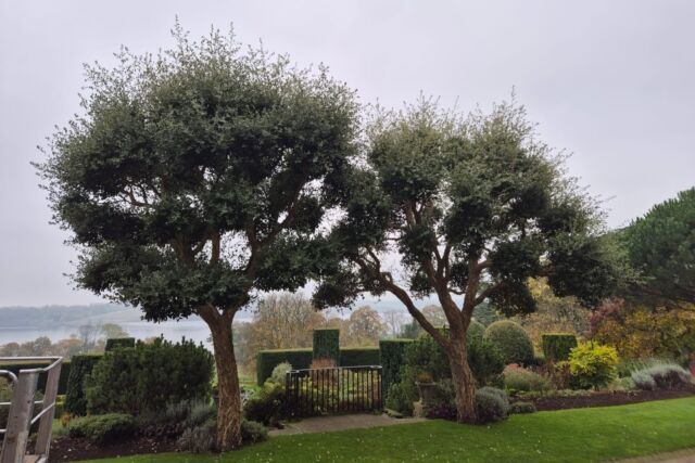 Time for a trim, Hambleton’s cork oaks annual hair cut...✂️

#corkoaks #hambletonhall #treemaintenance #pobhotels #relaischateaux #discoverrutland