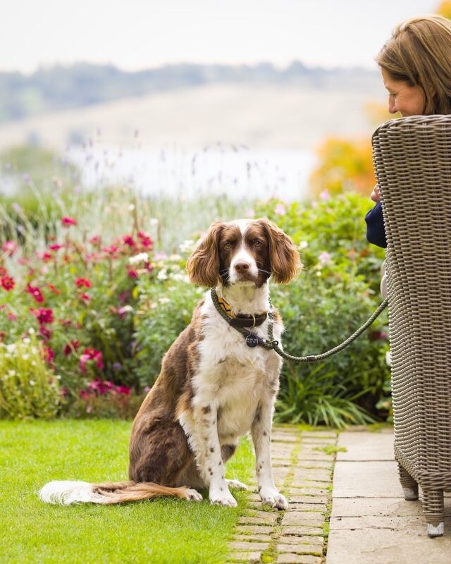 Dogs are very welcome to stay with you when you visit Hambleton and enjoy the stunning walks which surround the hotel 🐶

Take a look at our FAQ section on our website about our Canine Residents. 

We look forward to welcoming you and your dog soon.

#dogfriendlyhotel #petfriendlyaccommodation #hambletonhall #pobhotels #relaischateaux #discoverrutland #rutlandwater